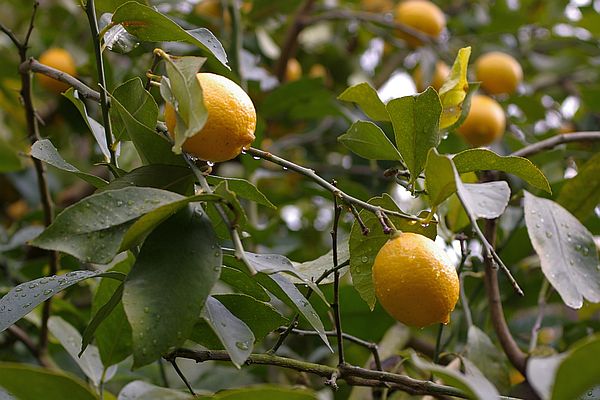 大崎下島で露地栽培されているレモン