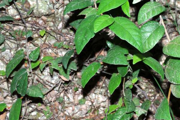 ヒメイタビの通常の葉