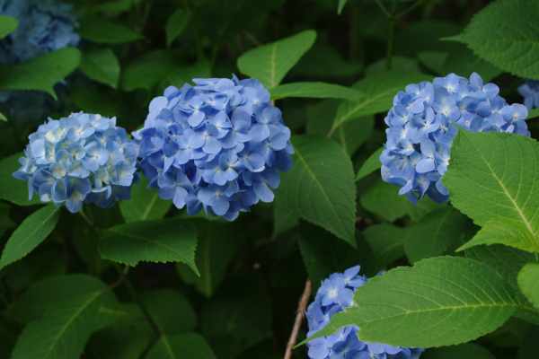 新発売 【中古】 アジサイ百科 川島インデクス Hydrangea Kawashima