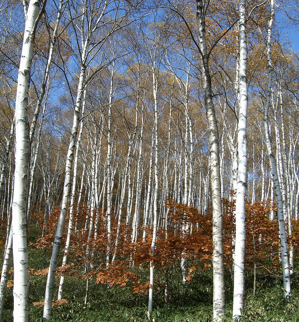 Betula-Quercus secondary forest