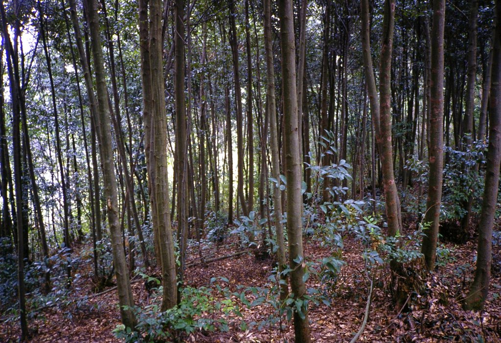 Castanopsis cuspidata Forest