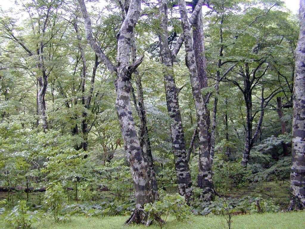 Fagus crenata Forest